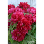 Pivoine arbustive a fleur rouge 65cm de Plantes Silence ça pousse dans Arbustes caducs en livraison
