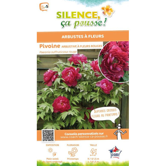 Pivoine arbustive a fleur rouge 65cm de Plantes Silence ça pousse dans Arbustes caducs en livraison