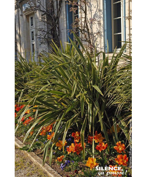 Lin de Nouvelle-Zelande panache 80cm de Plantes Silence ça pousse dans Plantes à petits fruits (kiwi, myrtilles, groseilles, ...