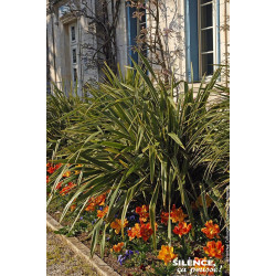 Lin de Nouvelle-Zelande panache 80cm de Plantes Silence ça pousse dans Plantes à petits fruits (kiwi, myrtilles, groseilles, ...