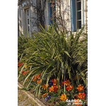Lin de Nouvelle-Zelande panache 80cm de Plantes Silence ça pousse dans Plantes à petits fruits (kiwi, myrtilles, groseilles, ...