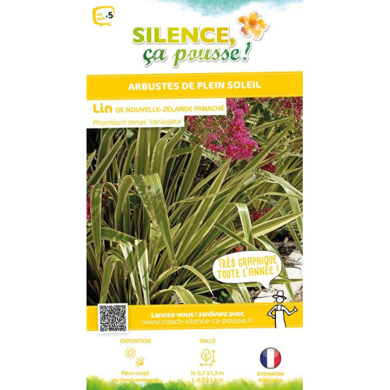 Lin de Nouvelle-Zelande panache 80cm de Plantes Silence ça pousse dans Plantes à petits fruits (kiwi, myrtilles, groseilles, ...