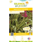 Lin de Nouvelle-Zelande panache 80cm de Plantes Silence ça pousse dans Plantes à petits fruits (kiwi, myrtilles, groseilles, ...
