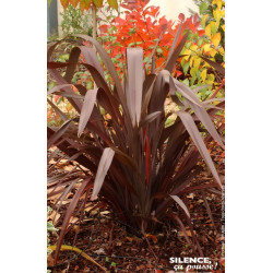 Lin de Nouvelle-Zelande pourpre 80cm de Plantes Silence ça pousse dans Plantes à petits fruits (kiwi, myrtilles, groseilles, ...