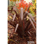Lin de Nouvelle-Zelande pourpre 80cm de Plantes Silence ça pousse dans Plantes à petits fruits (kiwi, myrtilles, groseilles, ...