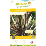 Lin de Nouvelle-Zelande pourpre 80cm de Plantes Silence ça pousse dans Plantes à petits fruits (kiwi, myrtilles, groseilles, ...