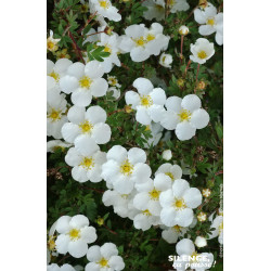 POTENTILLA FR,ABBOTSWOOD C4,5 TF/BU de Plantes Silence ça pousse dans Arbustes caducs en livraison