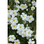 POTENTILLA FR,ABBOTSWOOD C4,5 TF/BU de Plantes Silence ça pousse dans Arbustes caducs en livraison
