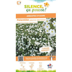 POTENTILLA FR,ABBOTSWOOD C4,5 TF/BU de Plantes Silence ça pousse dans Arbustes caducs en livraison