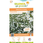 POTENTILLA FR,ABBOTSWOOD C4,5 TF/BU de Plantes Silence ça pousse dans Arbustes caducs en livraison