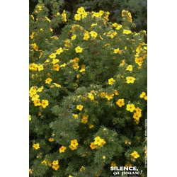 Potentille arbustive Goldfinger 50cm de Plantes Silence ça pousse dans Arbustes caducs en livraison