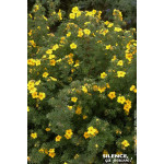 Potentille arbustive Goldfinger 50cm de Plantes Silence ça pousse dans Arbustes caducs en livraison