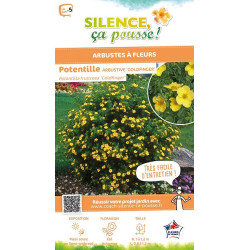 Potentille arbustive Goldfinger 50cm de Plantes Silence ça pousse dans Arbustes caducs en livraison