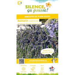 Romarin officinal Pointe du Raz 50cm de Plantes Silence ça pousse dans Arbustes persistants en livraison