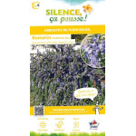 Romarin officinal Pointe du Raz 50cm de Plantes Silence ça pousse dans Arbustes persistants en livraison