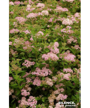 Spiree du Japon Little Princess 50cm de Plantes Silence ça pousse dans Arbustes caducs en livraison