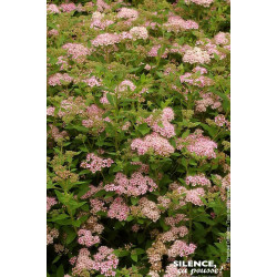 Spiree du Japon Little Princess 50cm de Plantes Silence ça pousse dans Arbustes caducs en livraison
