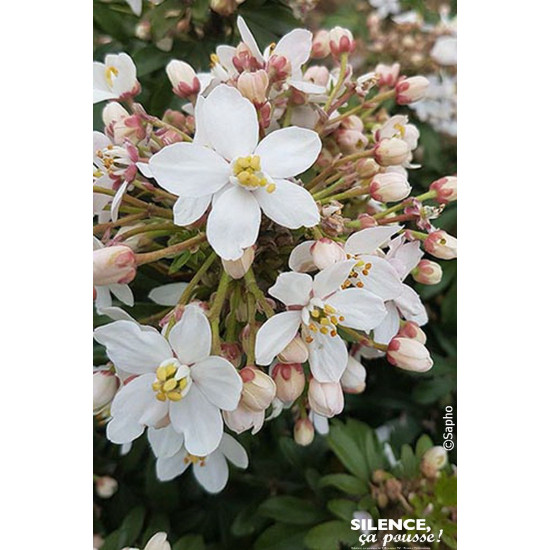 Oranger du Mexique GREENFINGERS 80cm de Plantes Silence ça pousse dans Arbustes persistants en livraison
