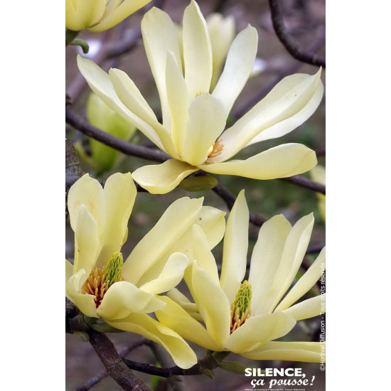 Magnolia Butterflies, Magnolier 100cm de Plantes Silence ça pousse dans Arbustes caducs en livraison