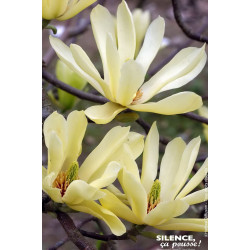 Magnolia Butterflies, Magnolier 100cm de Plantes Silence ça pousse dans Arbustes caducs en livraison