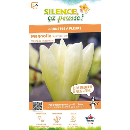 Magnolia Butterflies, Magnolier 100cm de Plantes Silence ça pousse dans Arbustes caducs en livraison