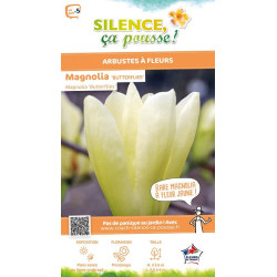 Magnolia Butterflies, Magnolier 100cm de Plantes Silence ça pousse dans Arbustes caducs en livraison