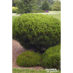 Pin rouge du Japon Alice Verkade 80cm de Plantes Silence ça pousse dans Conifères de rocailles en livraison