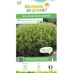 Pin rouge du Japon Alice Verkade 80cm de Plantes Silence ça pousse dans Conifères de rocailles en livraison