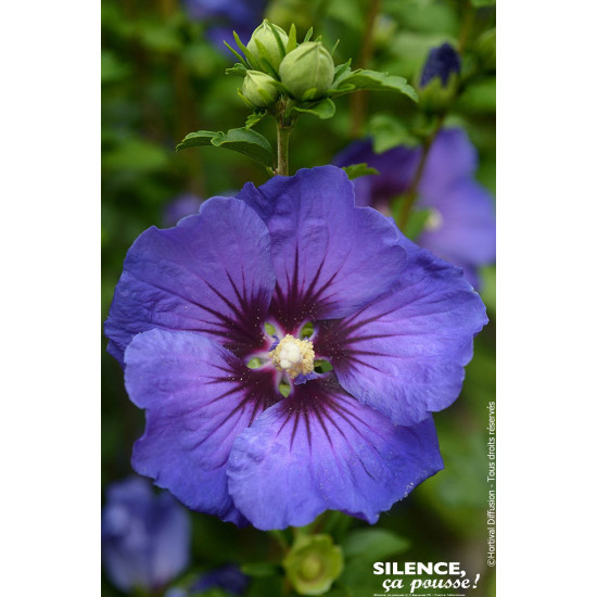 HIBISCUS SY,ULTRAMARINE R II C4,5 TF/BU de Plantes Silence ça pousse dans Arbustes caducs en livraison