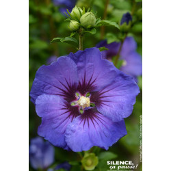 HIBISCUS SY,ULTRAMARINE R II C4,5 TF/BU de Plantes Silence ça pousse dans Arbustes caducs en livraison