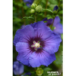 HIBISCUS SY,ULTRAMARINE R II C4,5 TF/BU de Plantes Silence ça pousse dans Arbustes caducs en livraison
