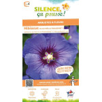 HIBISCUS SY,ULTRAMARINE R II C4,5 TF/BU de Plantes Silence ça pousse dans Arbustes caducs en livraison