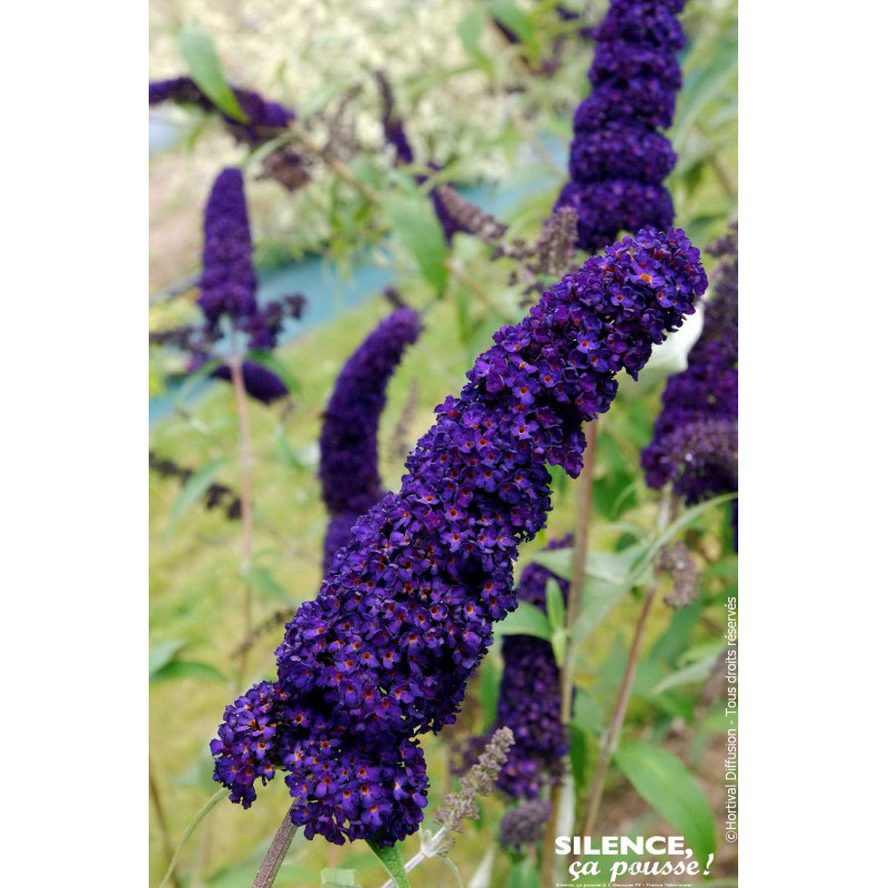 BUDDLEJA DAV,BLACK KNIGHT C4,5 TF/BU de Plantes Silence ça pousse dans Arbustes caducs en livraison