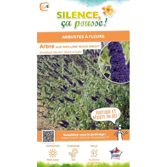 BUDDLEJA DAV,BLACK KNIGHT C4,5 TF/BU de Plantes Silence ça pousse dans Arbustes caducs en livraison