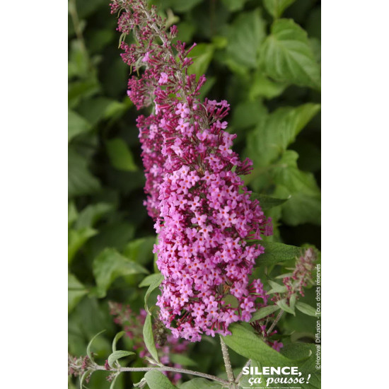 BUDDLEJA DAV,PINK DELIGHT C4,5 TF/BU de Plantes Silence ça pousse dans Arbustes caducs en livraison