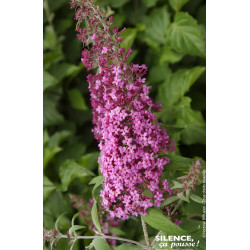BUDDLEJA DAV,PINK DELIGHT C4,5 TF/BU de Plantes Silence ça pousse dans Arbustes caducs en livraison