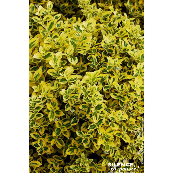 Fusain de Fortune Emeraldn Gold 50cm de Plantes Silence ça pousse dans Arbustes persistants en livraison