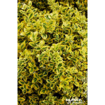 Fusain de Fortune Emeraldn Gold 50cm de Plantes Silence ça pousse dans Arbustes persistants en livraison