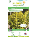 Fusain de Fortune Emeraldn Gold 50cm de Plantes Silence ça pousse dans Arbustes persistants en livraison