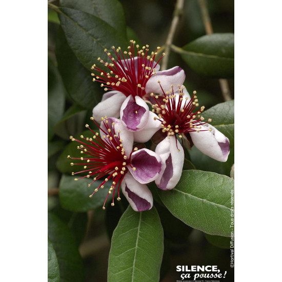 Feijoa Apollo, goyave du bresil 100cm de Plantes Silence ça pousse dans Plantes à petits fruits (kiwi, myrtilles, groseilles,...