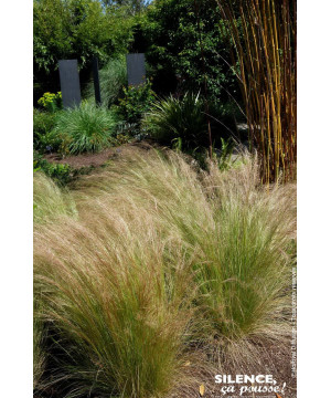 Cheveux dAnge 65cm Silence ca pousse de Plantes Silence ça pousse dans Graminées en livraison