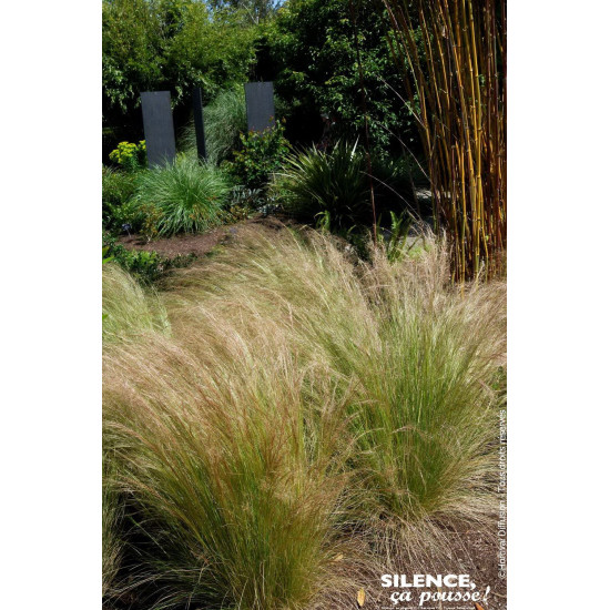 Cheveux dAnge 65cm Silence ca pousse de Plantes Silence ça pousse dans Graminées en livraison