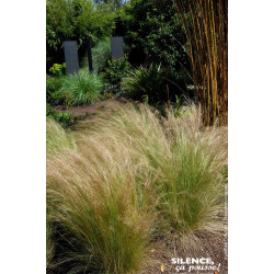 Cheveux dAnge 65cm Silence ca pousse de Plantes Silence ça pousse dans Graminées en livraison