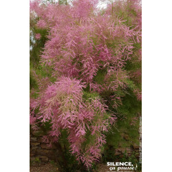 TAMARIX RAMOSISSIMA VT C4,5 TF/BU de Plantes Silence ça pousse dans Arbustes caducs en livraison
