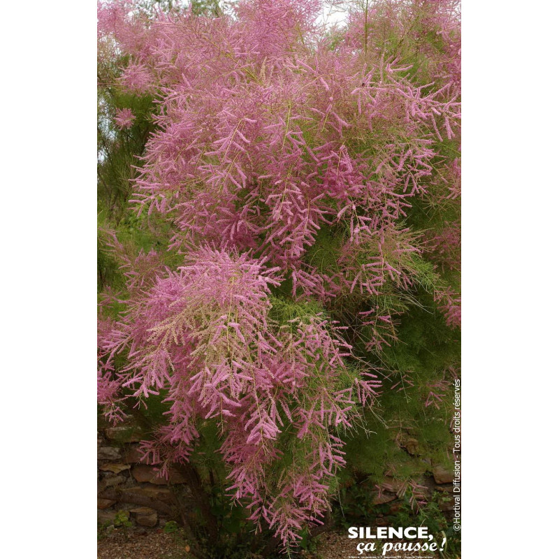 TAMARIX RAMOSISSIMA VT C4,5 TF/BU de Plantes Silence ça pousse dans Arbustes caducs en livraison
