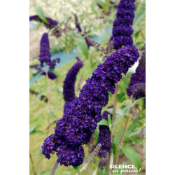 Arbre aux papillons Black Knight 120cm de Plantes Silence ça pousse dans Arbustes caducs en livraison