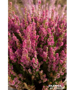 CALLUNA V,DARKNESS C2 V de Plantes Silence ça pousse dans Plantes à petits fruits (kiwi, myrtilles, groseilles, cassis, framb...