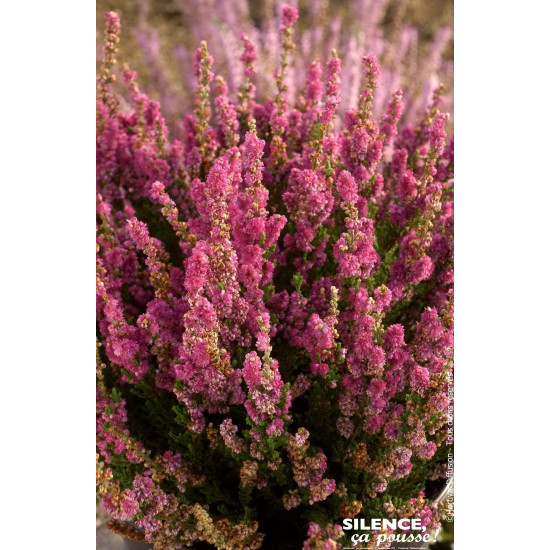 CALLUNA V,DARKNESS C2 V de Plantes Silence ça pousse dans Plantes à petits fruits (kiwi, myrtilles, groseilles, cassis, framb...
