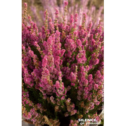 CALLUNA V,DARKNESS C2 V de Plantes Silence ça pousse dans Plantes à petits fruits (kiwi, myrtilles, groseilles, cassis, framb...