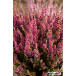 CALLUNA V,DARKNESS C2 V de Plantes Silence ça pousse dans Plantes à petits fruits (kiwi, myrtilles, groseilles, cassis, framb...